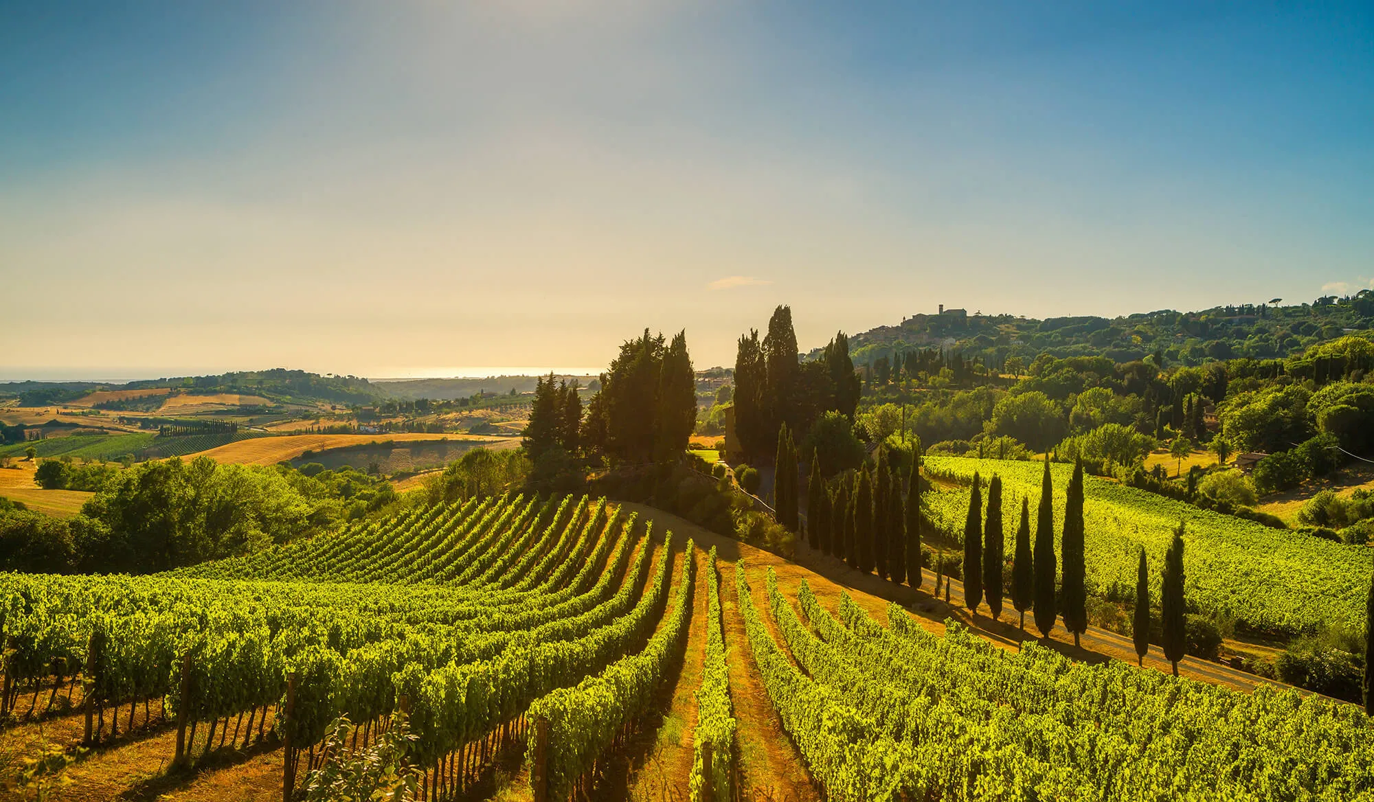 Vineyards and landscape